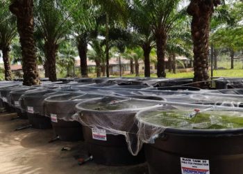Anambra set to produce 51 million kilograms of fish annually – Iloghalu