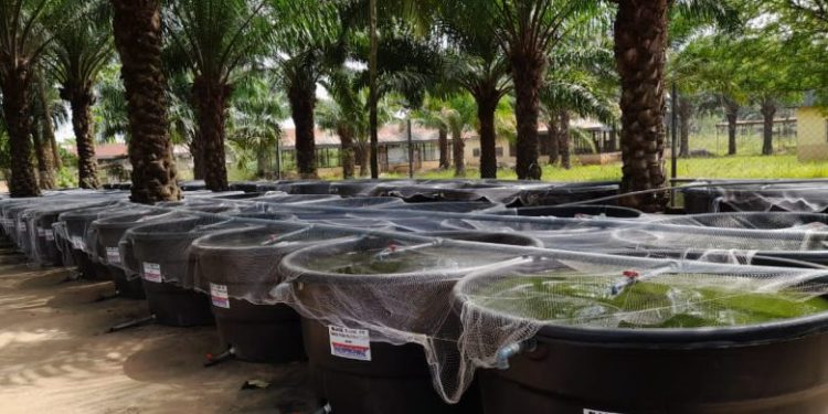 Anambra set to produce 51 million kilograms of fish annually – Iloghalu