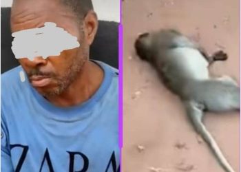 Man Arrested for Killing Monkey in Awka