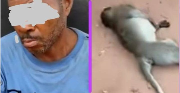 Man Arrested for Killing Monkey in Awka