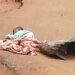 Anambra Police recover abandoned dead baby as CP order investigation
