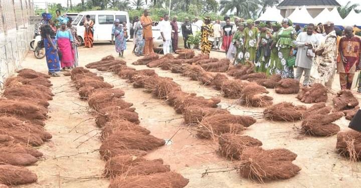 Catholic Priest Donates 70 Tubers of yam from his farm to Church