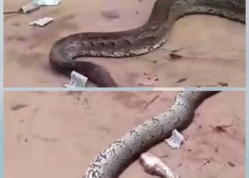 Nnewi Residents Mourn, Spray Money on Dead Python, Tackle Its Killer (Video)