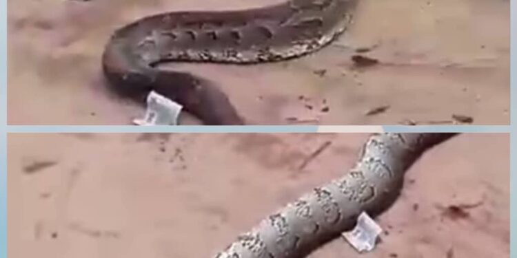 Nnewi Residents Mourn, Spray Money on Dead Python, Tackle Its Killer (Video)