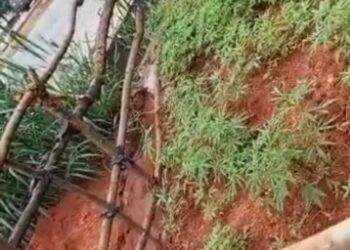 Anambra Police Arrests Fake Madman Cultivating Marijuana Farm In Awka