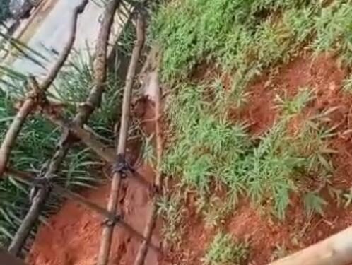 Anambra Police Arrests Fake Madman Cultivating Marijuana Farm In Awka