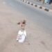 Fear as Unknown Deity Takes Over Major Road in Anambra (Video)
