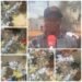 SASA destroys N50m worth hard drugs, arrest notorious dealers in Anambra