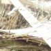 2-storey Building Collapses in Anambra