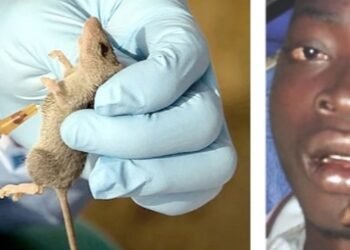 Just In: Lassa Fever Hits Anambra