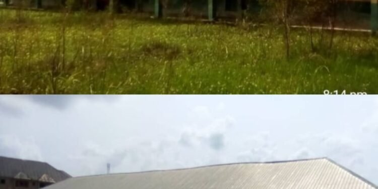 Anambra Pupils Risks Snake Bites, Diseases As Community Primary School Iyiowa Turns Bush 